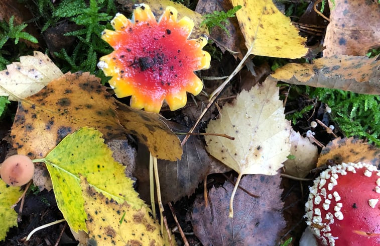 Natuurhuisje in Wezep