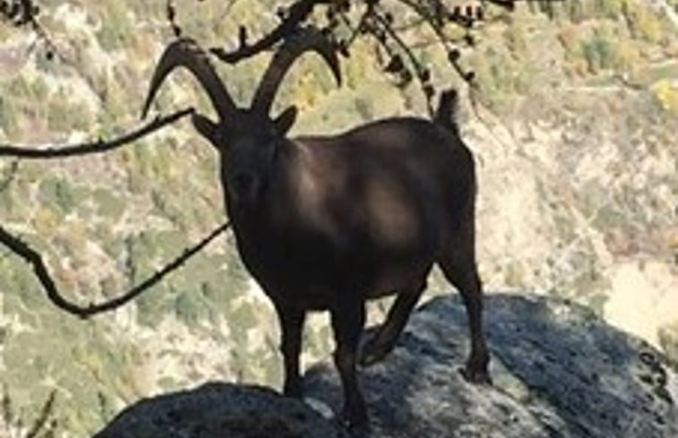 Natuurhuisje in Niedergrächen