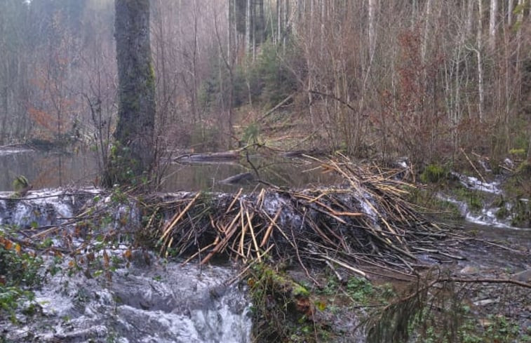 Natuurhuisje in La roche-en-ardenne