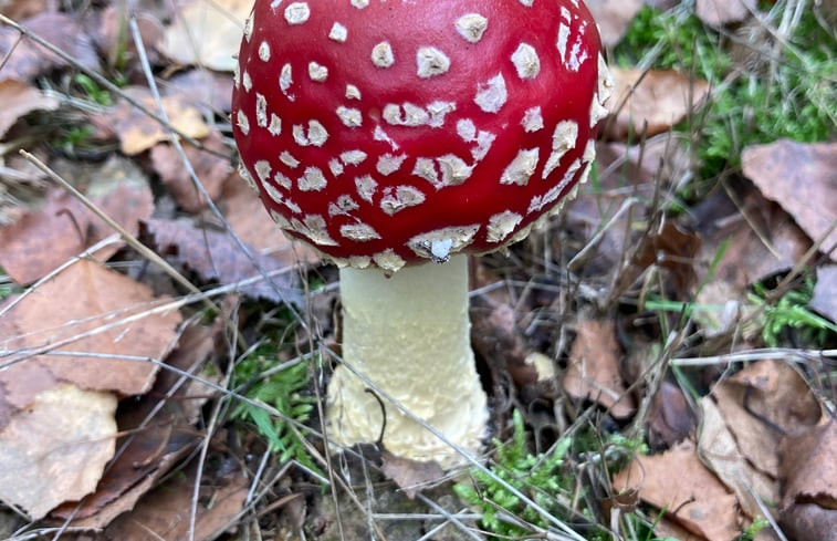 Natuurhuisje in Bennekom Ede Veluwe