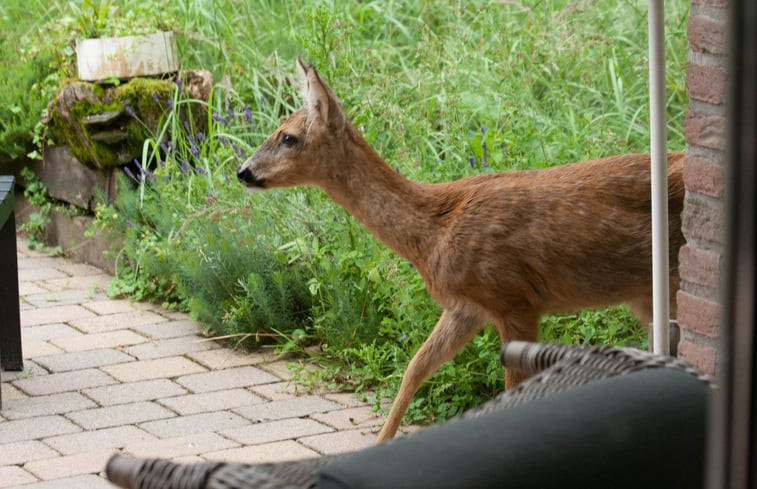 Natuurhuisje in Bennekom Ede Veluwe