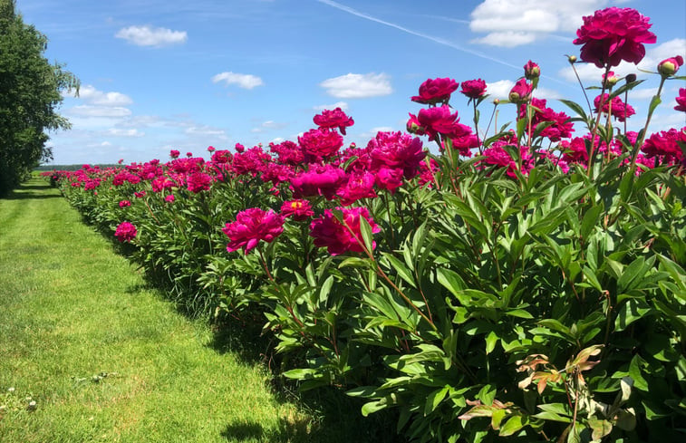 Natuurhuisje in De Krim