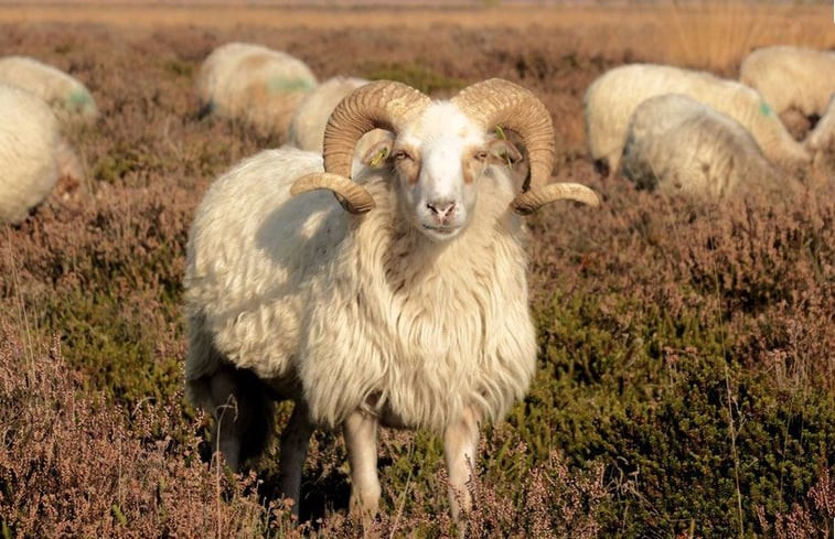 Natuurhuisje in Ruinen