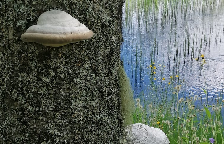 Natuurhuisje in Bispgården