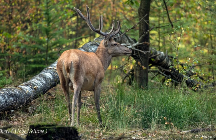 Natuurhuisje in Vaassen