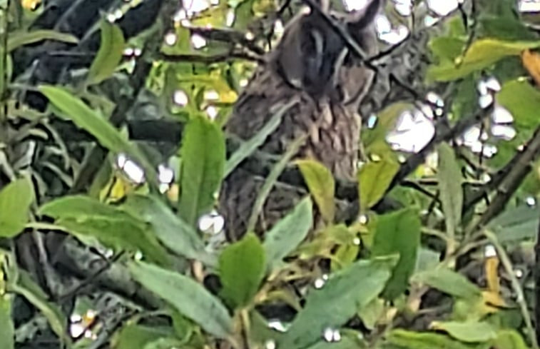 Natuurhuisje in Easterlittens