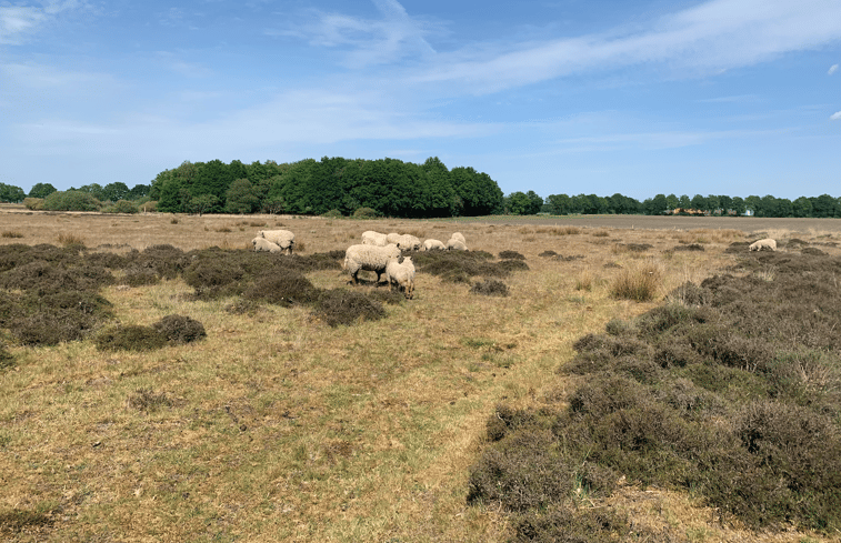 Natuurhuisje in Beilen