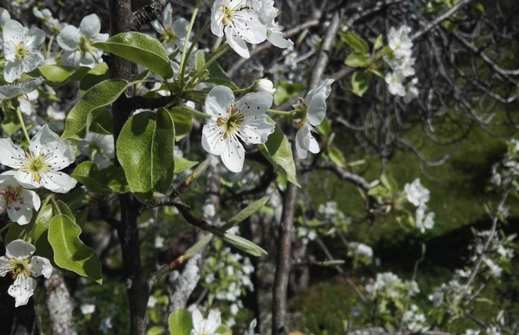 Natuurhuisje in Santo António das Areias / Marvão