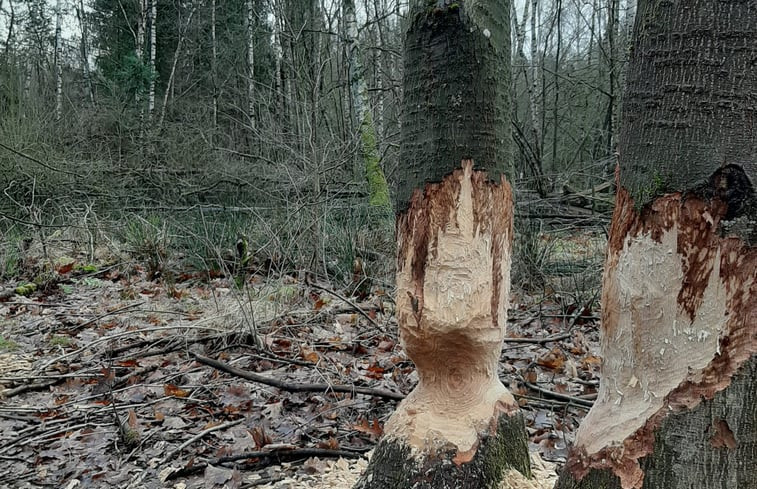 Natuurhuisje in Gellik-Lanaken