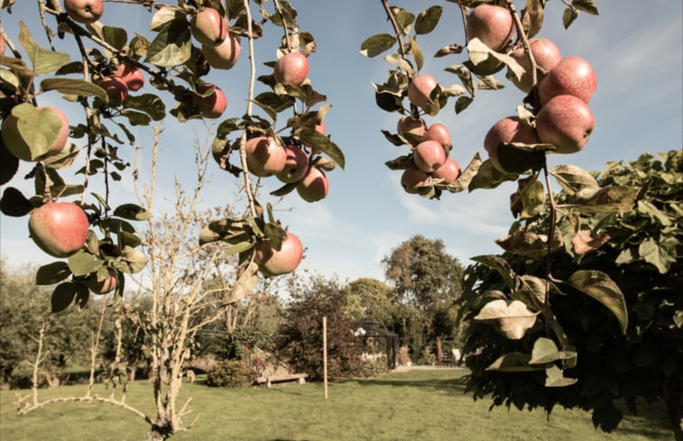 Natuurhuisje in Benningbroek