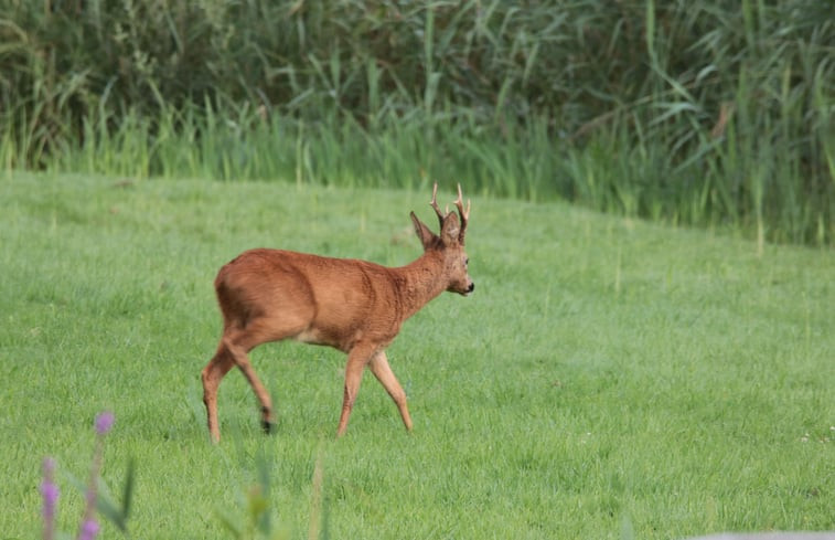 Natuurhuisje in Kortenhoef