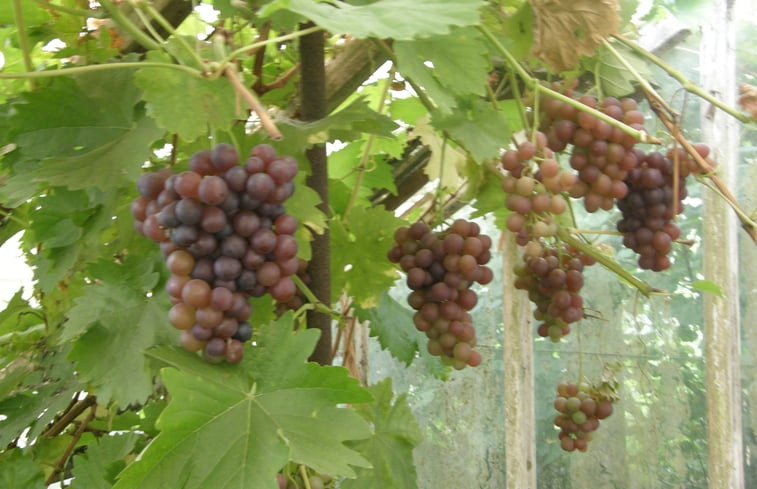 Natuurhuisje in Zerkegem