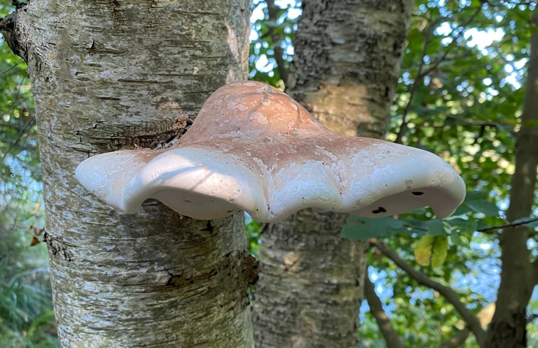 Natuurhuisje in Staphorst