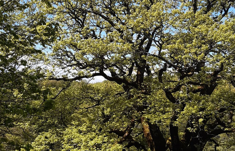 Natuurhuisje in Nages