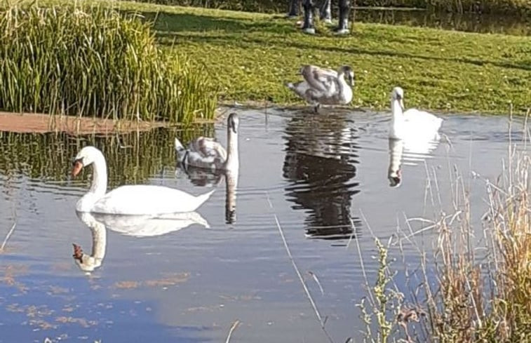 Natuurhuisje in Hallum