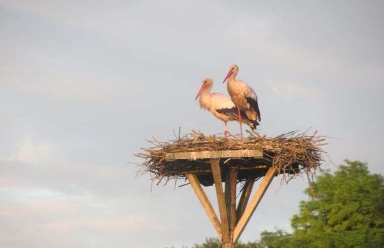 Natuurhuisje in SAINT THOMAS DE CONAC