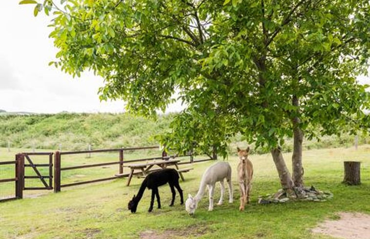 Natuurhuisje in Nederasselt