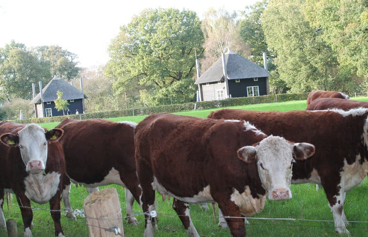 Natuurhuisje in Notter