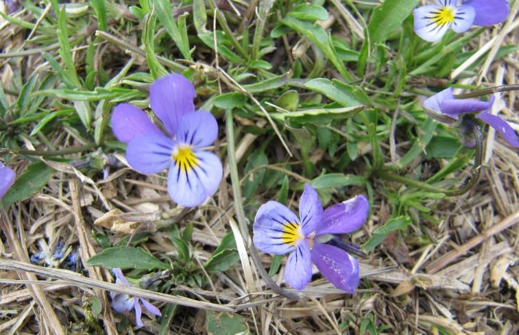 Natuurhuisje in Boijl