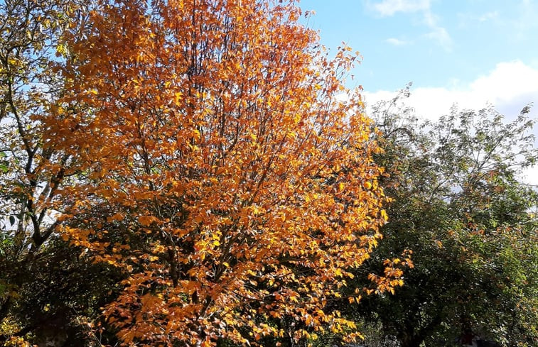 Natuurhuisje in Relsberg