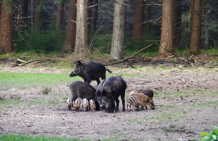 Natuurhuisje in Epe