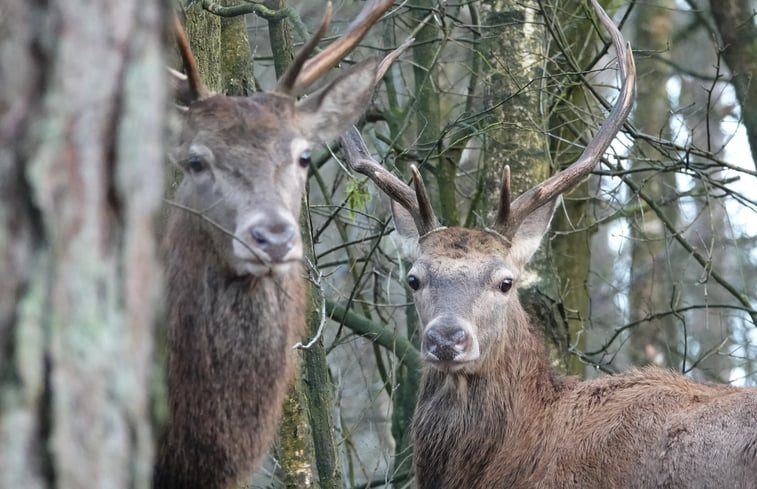 Natuurhuisje in Ermelo