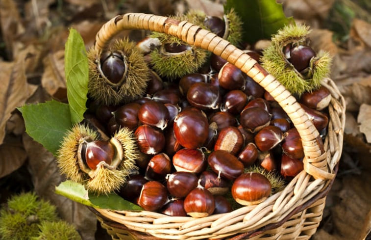 Natuurhuisje in Vallio Terme