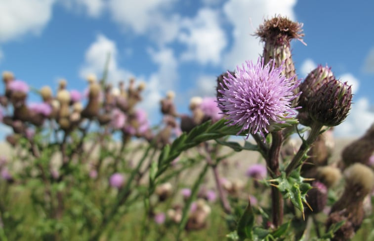 Natuurhuisje in Moddergat