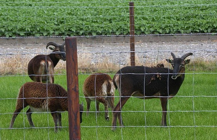 Natuurhuisje in Nieuwdorp