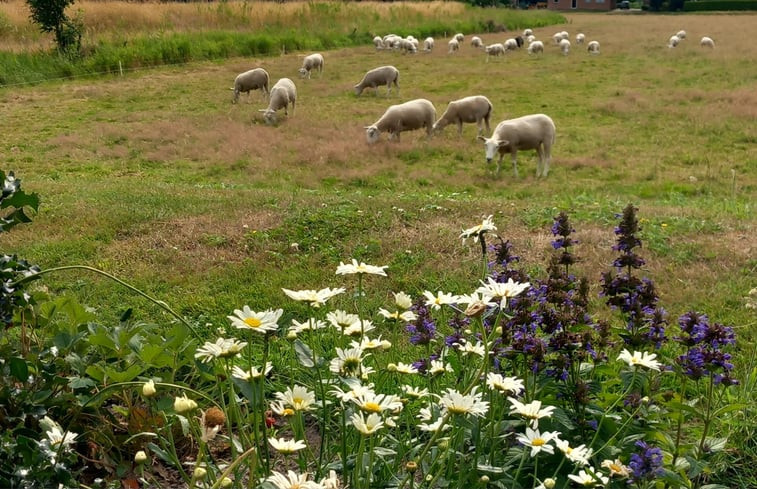 Natuurhuisje in Scheerwolde