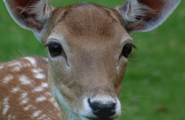 Natuurhuisje in Kollumerzwaag