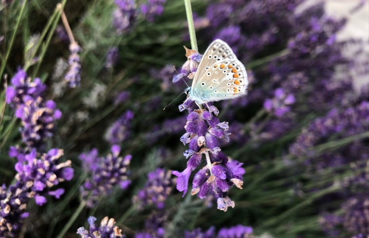 Natuurhuisje in Zonnemaire