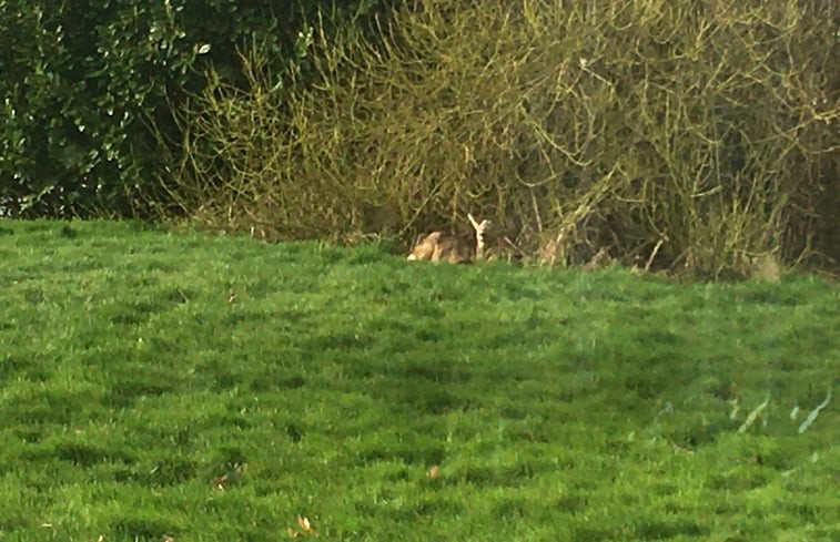 Natuurhuisje in Nes/. (Akkrum)