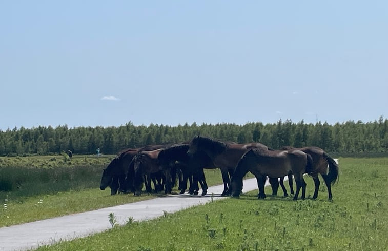 Natuurhuisje in Oosterwolde