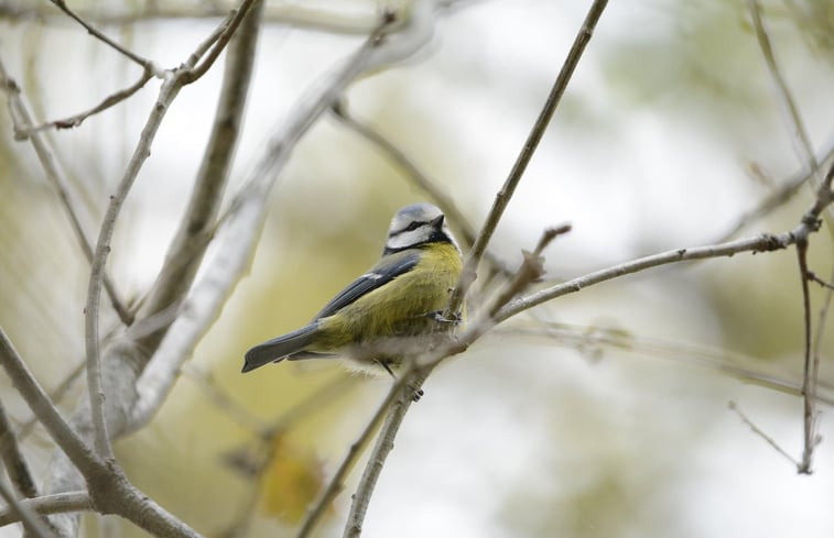 Natuurhuisje in Murols