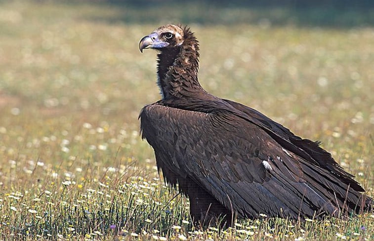 Natuurhuisje in Berzocana