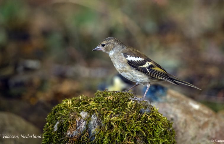 Natuurhuisje in Vaassen