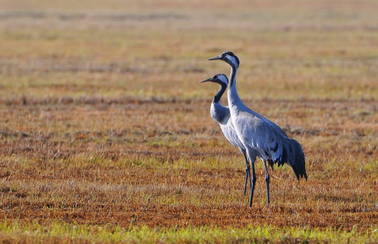 Natuurhuisje in Karstädt OT Laaslich