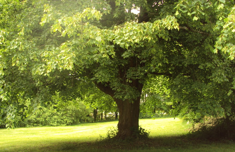 Natuurhuisje in Vielsalm