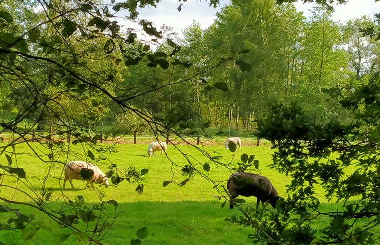 Natuurhuisje in Kollumerzwaag