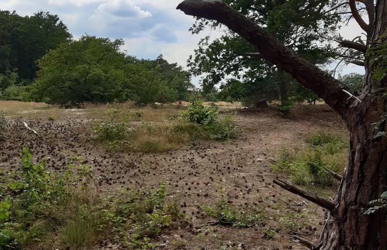 Natuurhuisje in Beerze