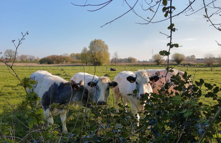 Natuurhuisje in Zarren Kortemark