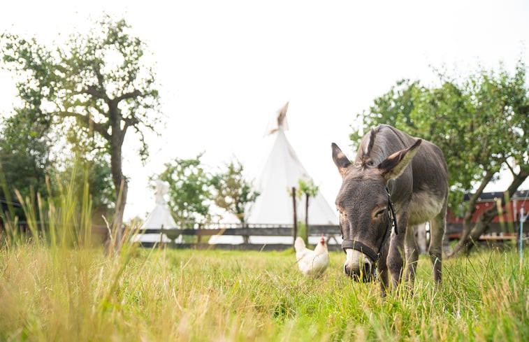 Natuurhuisje in Zennewijnen