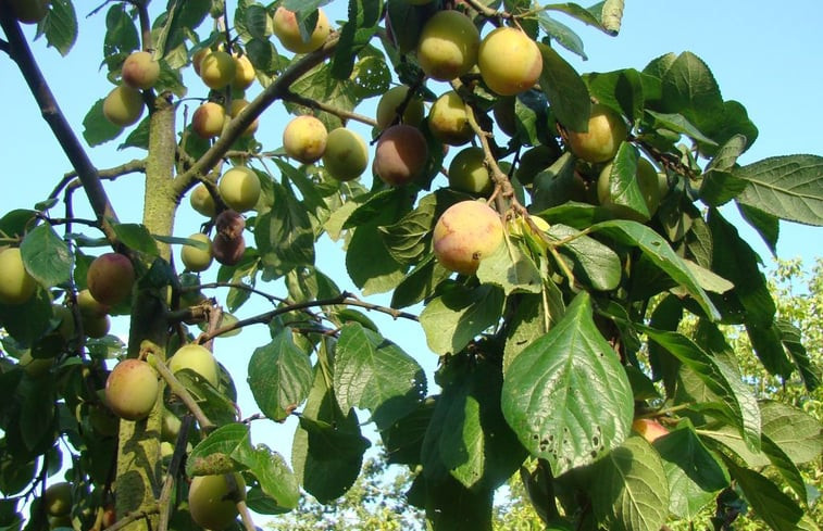 Natuurhuisje in Arfeuilles