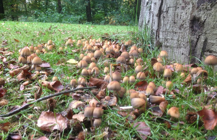 Natuurhuisje in Vasse