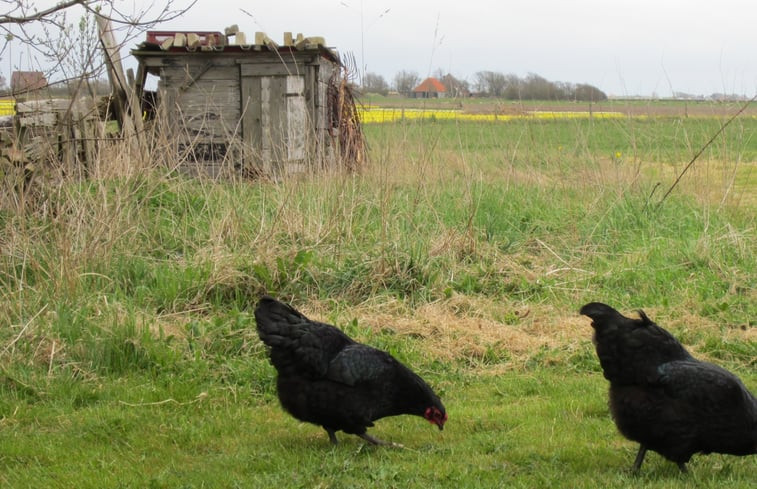 Natuurhuisje in Den Hoorn