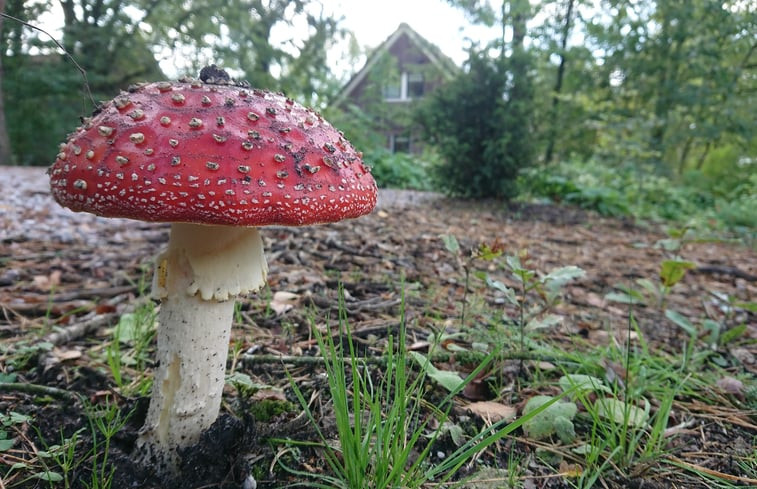 Natuurhuisje in Odoornerveen