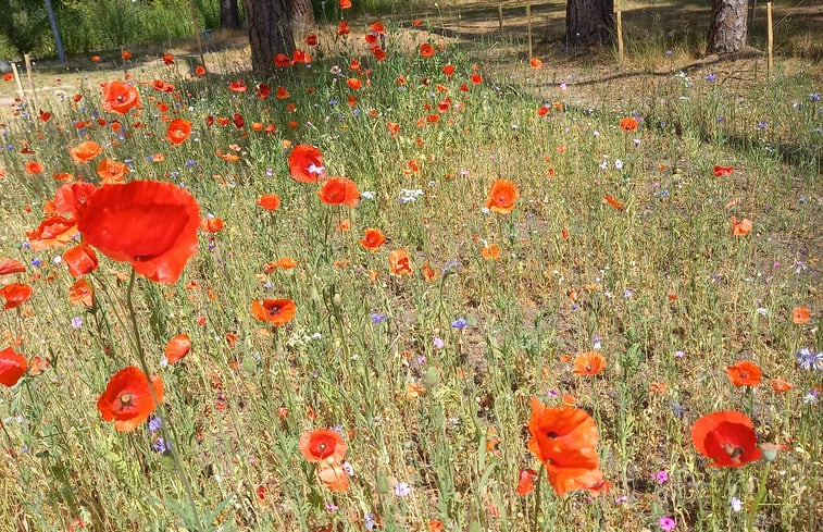 Natuurhuisje in Norg