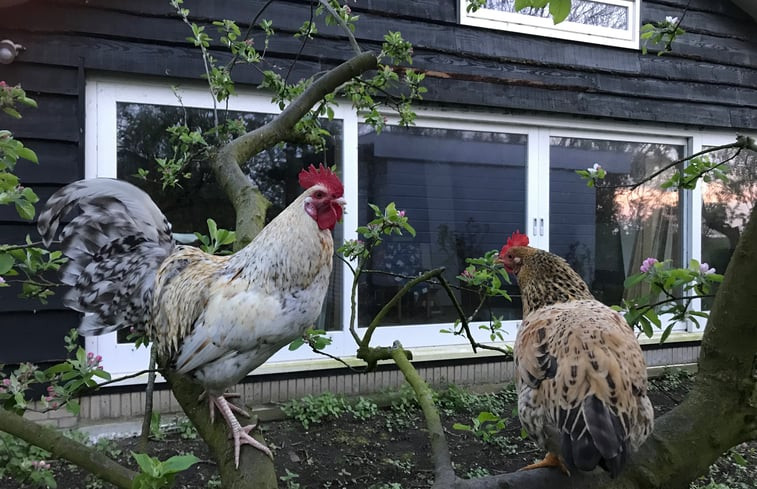 Natuurhuisje in Monnickendam