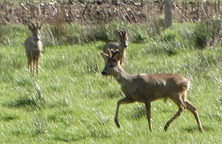 Natuurhuisje in Overloon